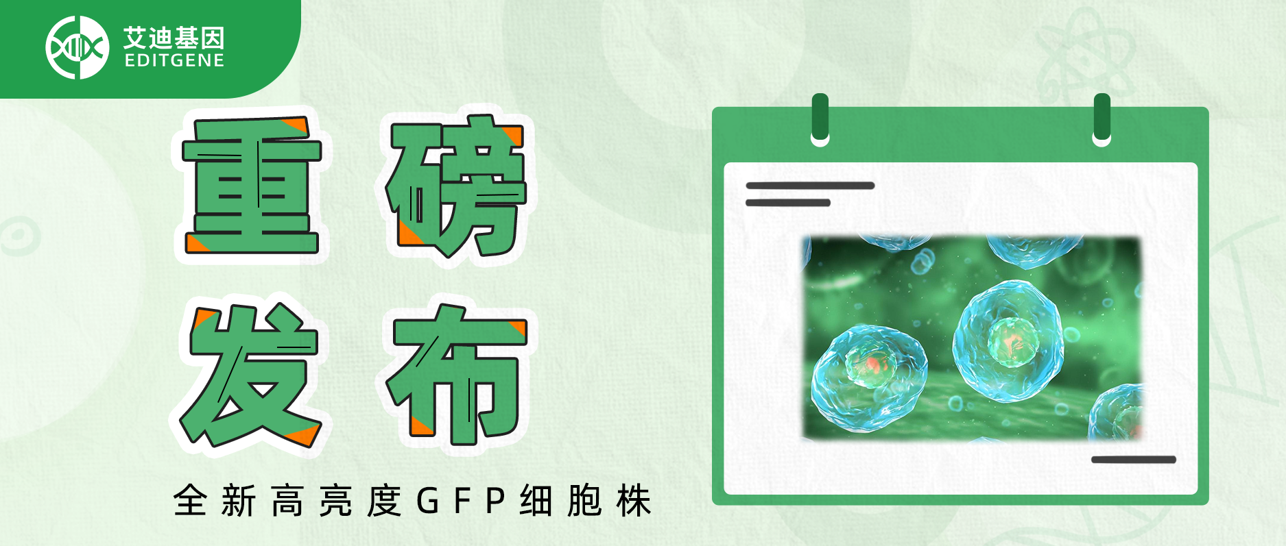 重磅发布：全新高亮度GFP细胞株！
