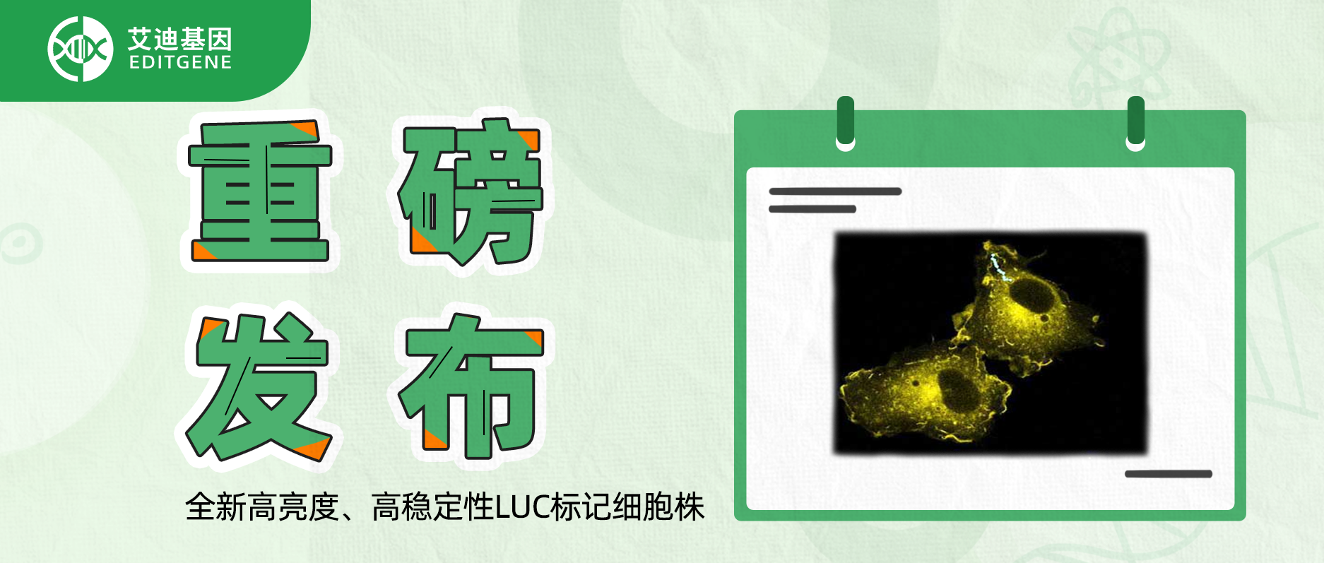 更简单更精确的分子静态观察工具-全新高亮度、高稳定性LUC标记细胞株重磅发布！
