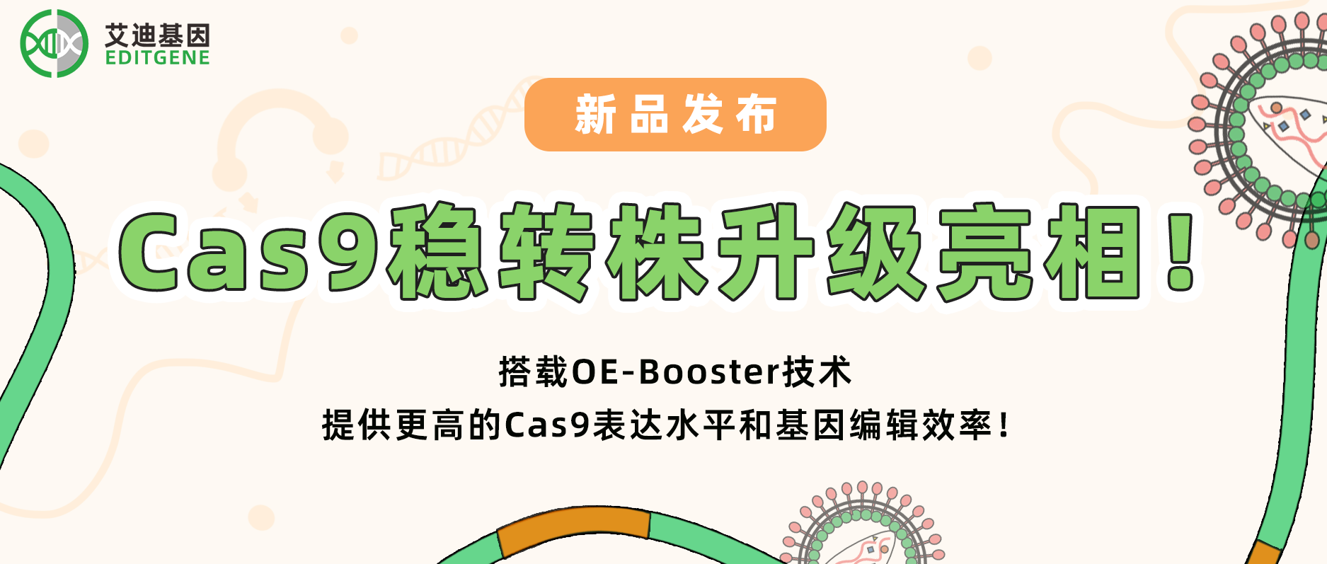 【科研新动力】瓦力生物基因Cas9稳转株升级亮相！搭载OE-Booster技术，给予更高的Cas9表达水平和基因编辑效率！